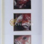 Red Fish Triptych