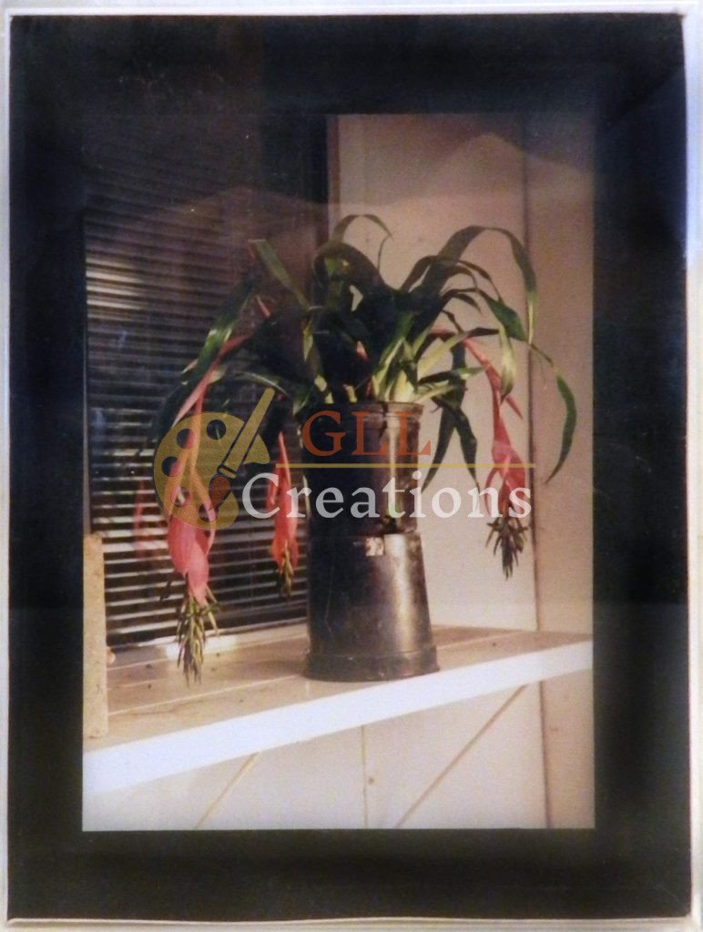 Bulburgia 5x7 Photo 6883578688 O
