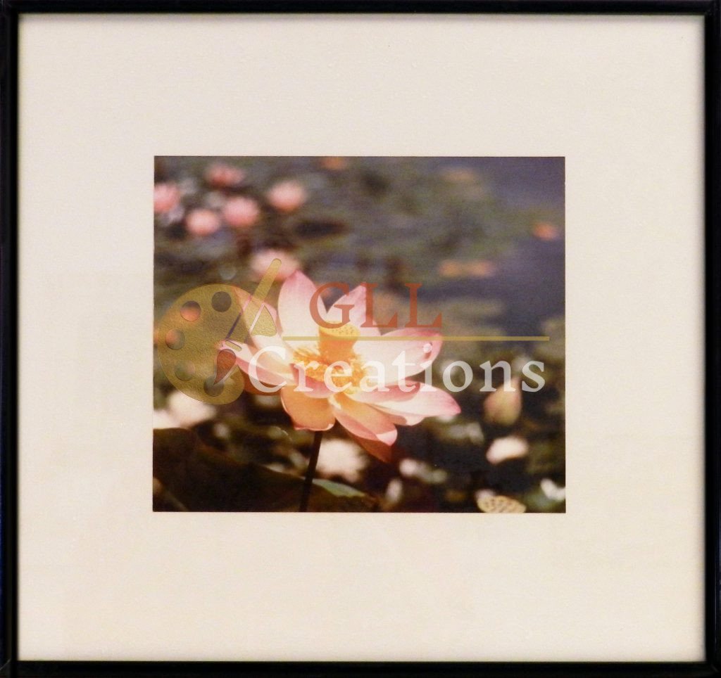 Serene Pink Lotus Blossom