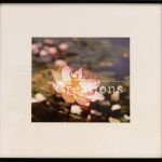 Serene Pink Lotus Blossom