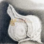 Untitled Pencil Drawing 6883601384 O Scaled